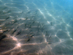 Umbrina roncador