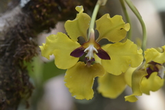Cyrtochilum macranthum