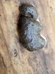 Reticularia splendens