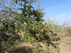 Condalia velutina