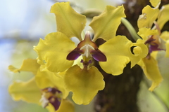 Cyrtochilum macranthum