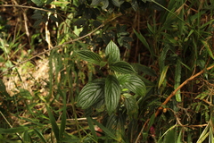 Columnea strigosa