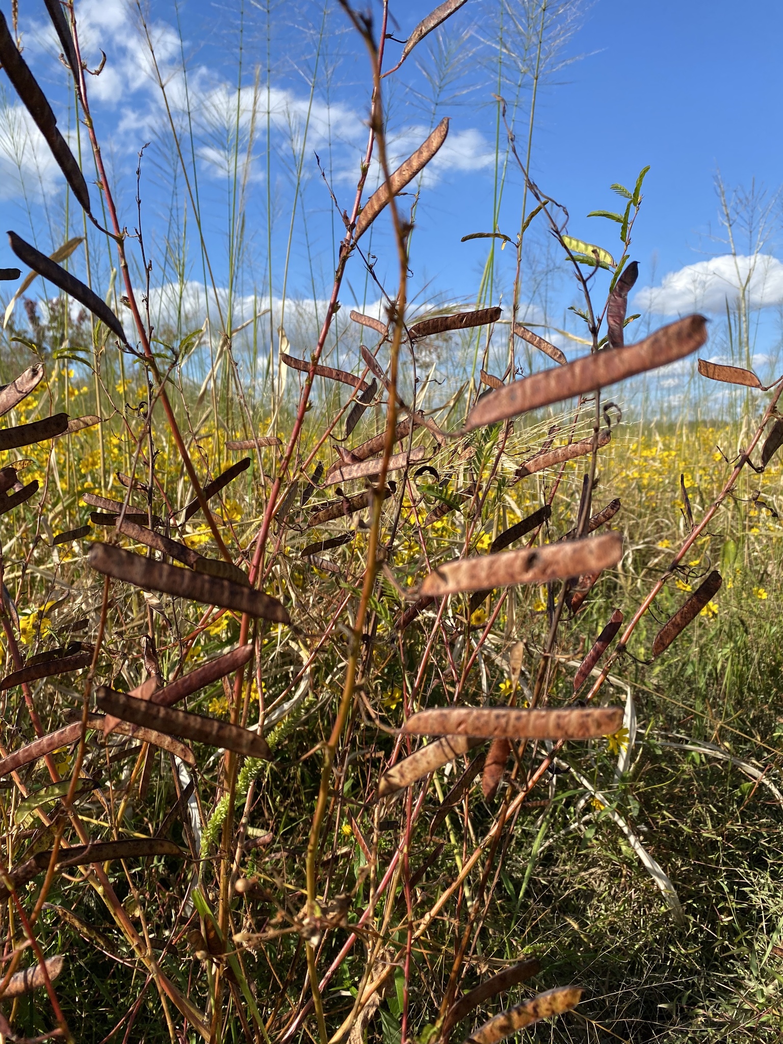 Chamaecrista fasciculata var. macrosperma