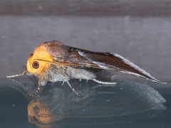 Buzara propyrrha