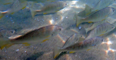 Umbrina roncador