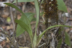 Cyrtochilum macranthum