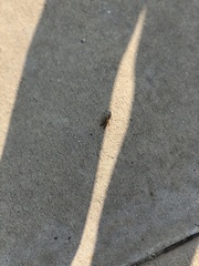 Arthropoda