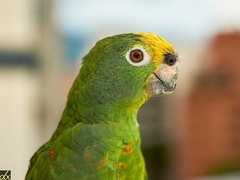Amazona ochrocephala