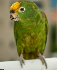 Amazona ochrocephala