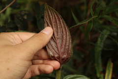 Columnea strigosa