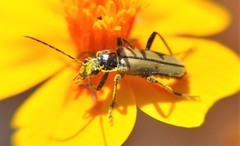 Chauliognathus hieroglyphicus