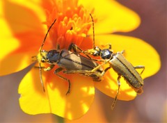 Chauliognathus hieroglyphicus