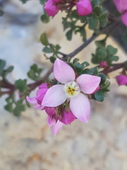 Boronia microphylla