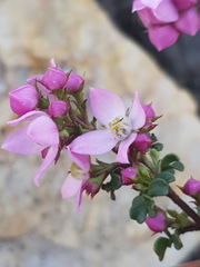 Boronia microphylla