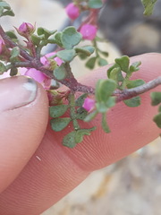 Boronia microphylla