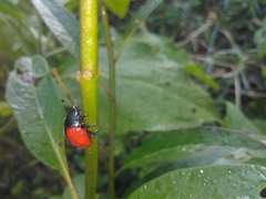 Labidomera suturella