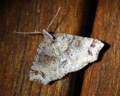 Lithilaria proestans