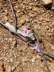 Thysanotus patersonii