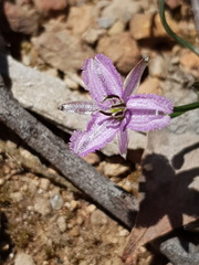 Thysanotus patersonii