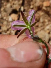 Thysanotus patersonii