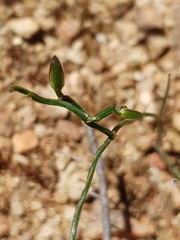Thysanotus patersonii