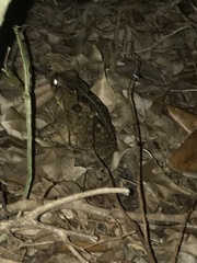 Rhinella marina