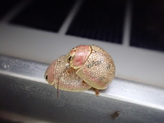 Paropsis roseola