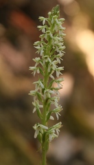 Platanthera elegans elegans