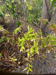 Maianthemum stellatum