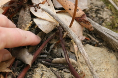 Platanthera elegans elegans