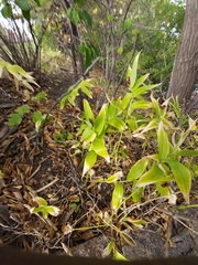 Maianthemum stellatum