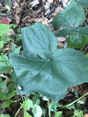 Hydrophyllum appendiculatum