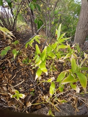 Maianthemum stellatum