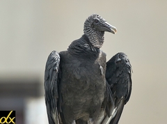 Coragyps atratus