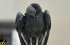 Coragyps atratus
