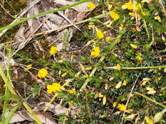 Pultenaea pedunculata