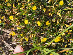 Pultenaea pedunculata