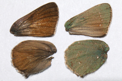 Callophrys affinis