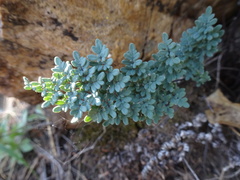 Argyrochosma limitanea