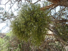 Phoradendron capitellatum