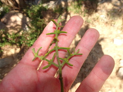 Phoradendron capitellatum