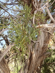 Phoradendron capitellatum