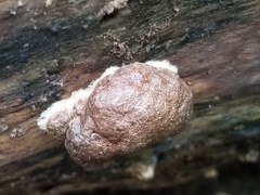 Reticularia splendens