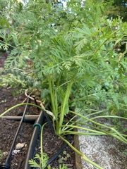 Daucus carota sativus