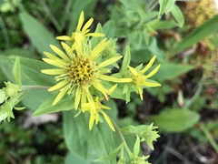 Oreochrysum parryi