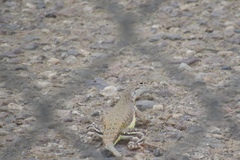 Callisaurus draconoides ventralis