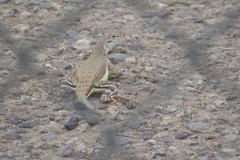 Callisaurus draconoides ventralis