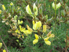 Dasineura lupini