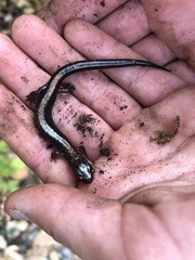 Plethodon shenandoah