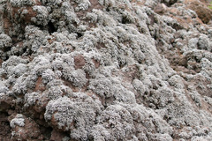 Stereocaulon vesuvianum